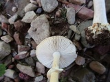 Amanita solaniolens image