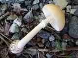 Amanita velatipes image