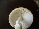 Amanita velatipes image