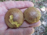 Aureoboletus innixus image