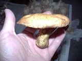 Suillus caerulescens image