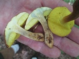 Aureoboletus innixus image
