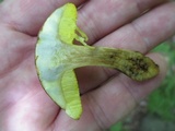 Aureoboletus innixus image