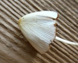 Conocybe apala image