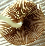 Conocybe apala image