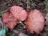 Fistulina hepatica image