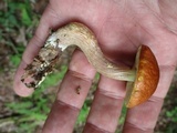 Boletus longicurvipes image