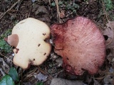 Fistulina hepatica image