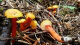 Hygrocybe parvula image