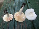Lactarius subvernalis image