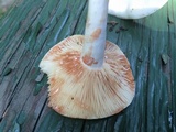 Lactarius subvernalis image