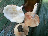Lactarius subvernalis var. cokeri image
