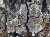 Degelia plumbea image