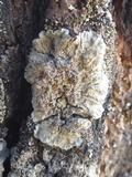 Degelia plumbea image