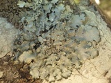 Punctelia jeckeri image