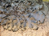 Punctelia jeckeri image