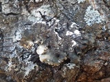 Punctelia jeckeri image