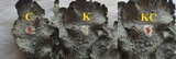 Punctelia jeckeri image