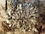 Physconia grisea image