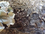 Physconia grisea image
