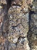 Physconia venusta image
