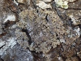 Physconia venusta image