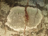 Pertusaria hemisphaerica image