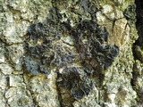 Collema nigrescens image