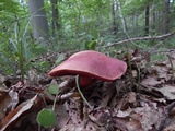 Boletus carminiporus image