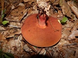 Boletus carminiporus image