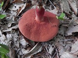 Boletus carminiporus image