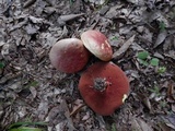 Boletus carminiporus image