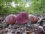 Boletus carminiporus image
