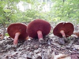 Boletus carminiporus image