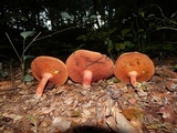 Boletus carminiporus image