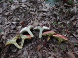 Boletus carminiporus image