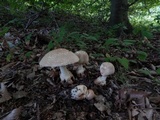 Amanita daucipes image