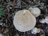 Amanita daucipes image