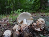 Amanita daucipes image