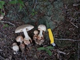Amanita daucipes image