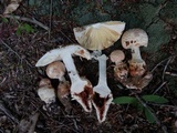 Amanita daucipes image