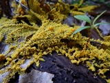 Fuligo septica image