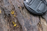 Calocera viscosa image