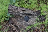 Xylobolus frustulatus image