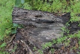 Xylobolus frustulatus image
