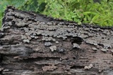 Xylobolus frustulatus image