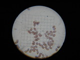 Psilocybe stuntzii image
