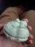 Fomes excavatus image