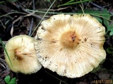 Inocybe sororia image