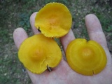 Humidicutis marginata var. concolor image